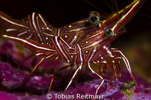 Hinge-beak shrimp in crevice at Richelieu Rock by Tobias Reitmayr 